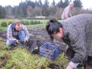 Brush Prairie: Urban Abundance executive director Warren Neth, left, volunteer Joan Bulzacchelli and Purple Rain owner James Voisin, back, harvest surplus vegetables at Purple Rain Vineyard in Brush Prairie.