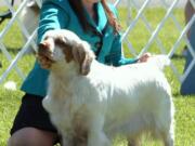 Battle Ground: Raina Moss, 14, and Betty, her clumber spaniel, will compete in the AKC/Eukanuba National Championship dog show in Orlando, Fla., in December.