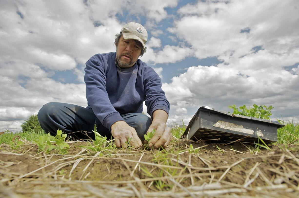 Greg Valdivia, who runs Northwest Organic Farms with his wife, Joyce, plants sugar snap pea seedlings at the farm in Ridgefield on Thursday.