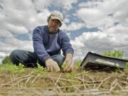 Greg Valdivia, who runs Northwest Organic Farms with his wife, Joyce, plants sugar snap pea seedlings at the farm in Ridgefield on Thursday.