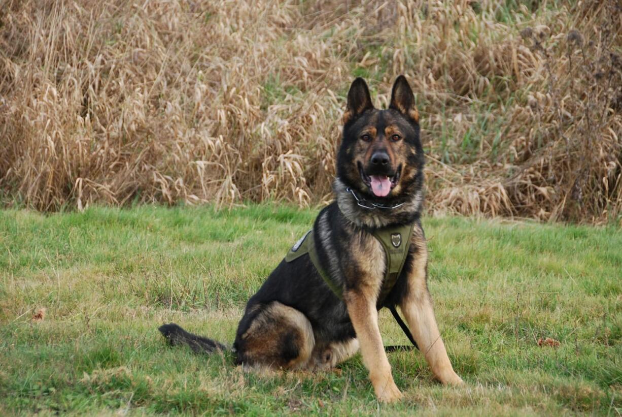 Clark County Sheriff&#039;s Office police dog Ringo.