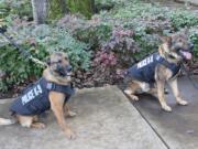 Vancouver Police dogs Tripp and Ivar wear their new protective vests, which were provided to the department thanks to donations by Shana Greene of Newcastle.