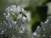 A bee gathers pollen from Crystal lilacs during Lilac Days in Woodland on Sunday.