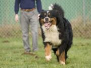 Bernese mountain dog Sampson at Montage Pet Boarding.