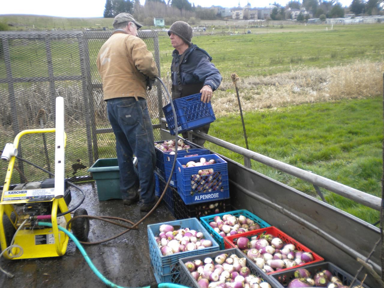 Jerry Hofer and Larry Grell wash turnips before the vegetables were sent to the Clark County Food Bank.