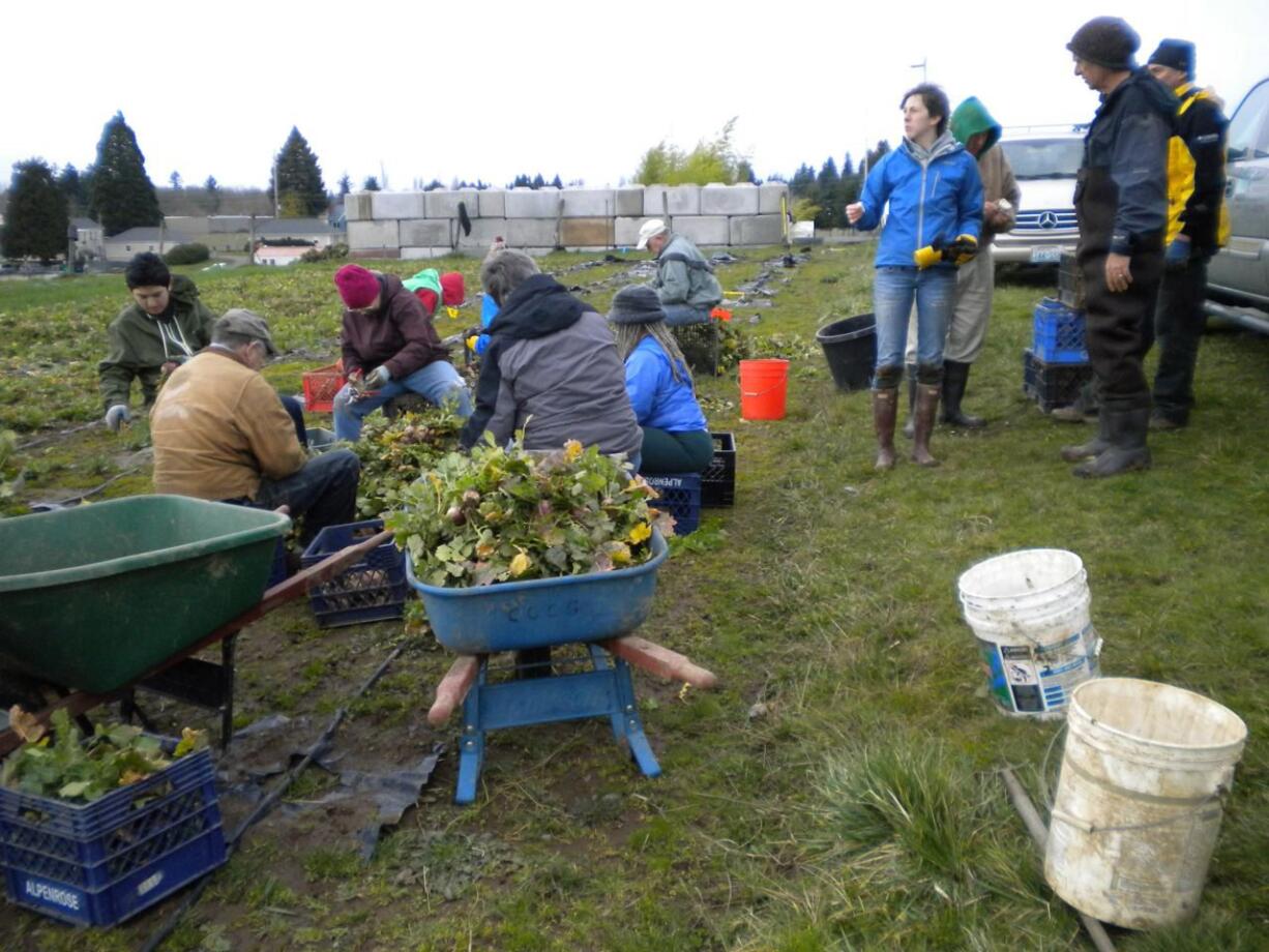 Dozens of adults and youths worked to harvest the crop of turnips Saturday at the Clark County Heritage Farm.