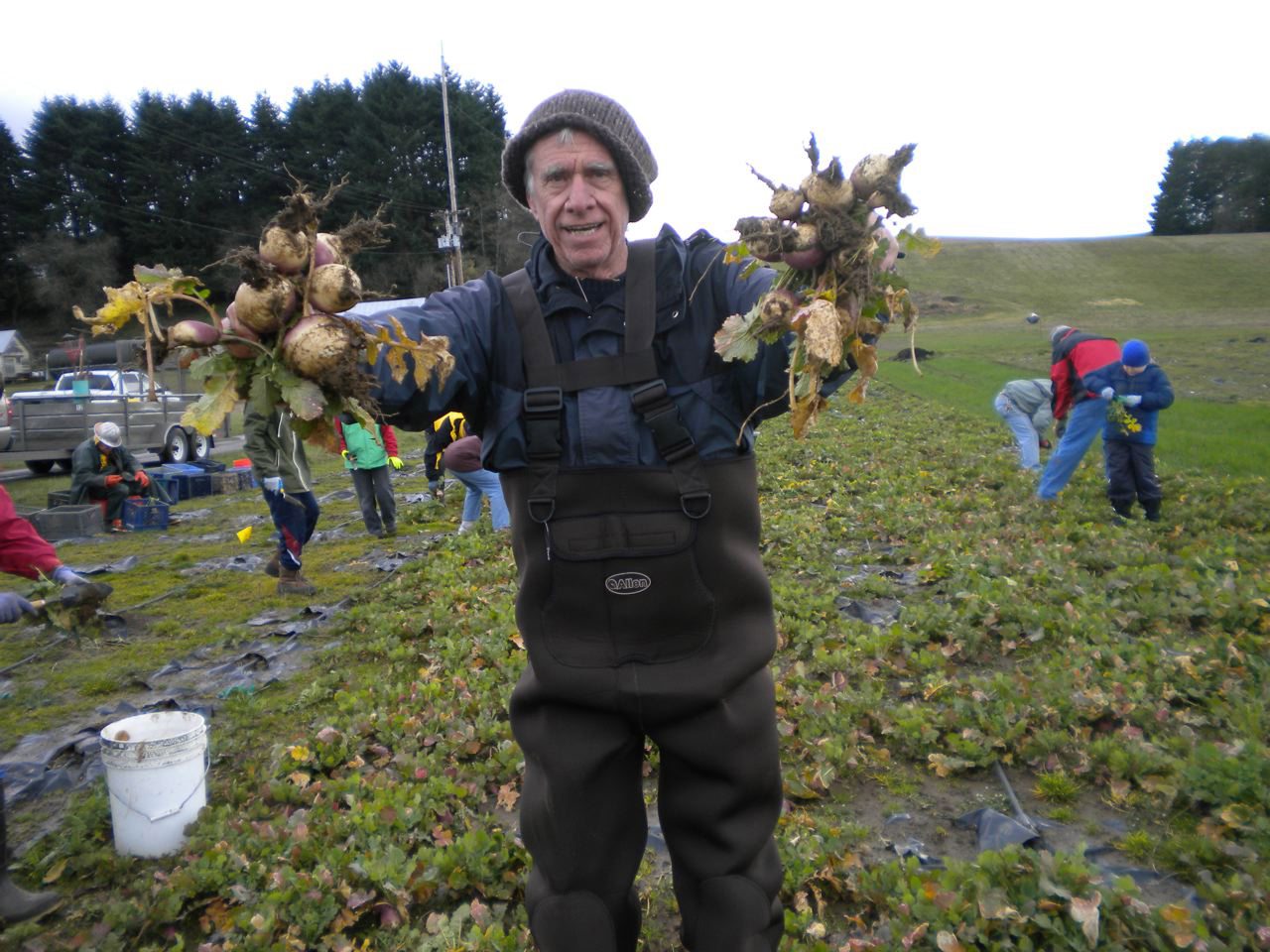 Photo courtesy Al Fischer
Larry Grell helps process a surprise harvest of turnips Saturday. The turnips will go to the Clark County Food Bank.