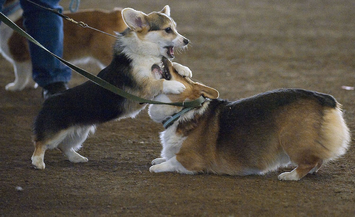 Six month old Pembroke Welsh Corgi &quot;Tori,&quot; left, belonging to Nancy Bock of Sweet Home, Ore., plays with another Corgi, &quot;Riley,&quot; 4, belonging to Barb Meyer, of Portland, Ore., between events at the Clark County Event Center on Saturday February 4, 2012. The three day event has 277 dogs competing that are mostly from Washington and Oregon.