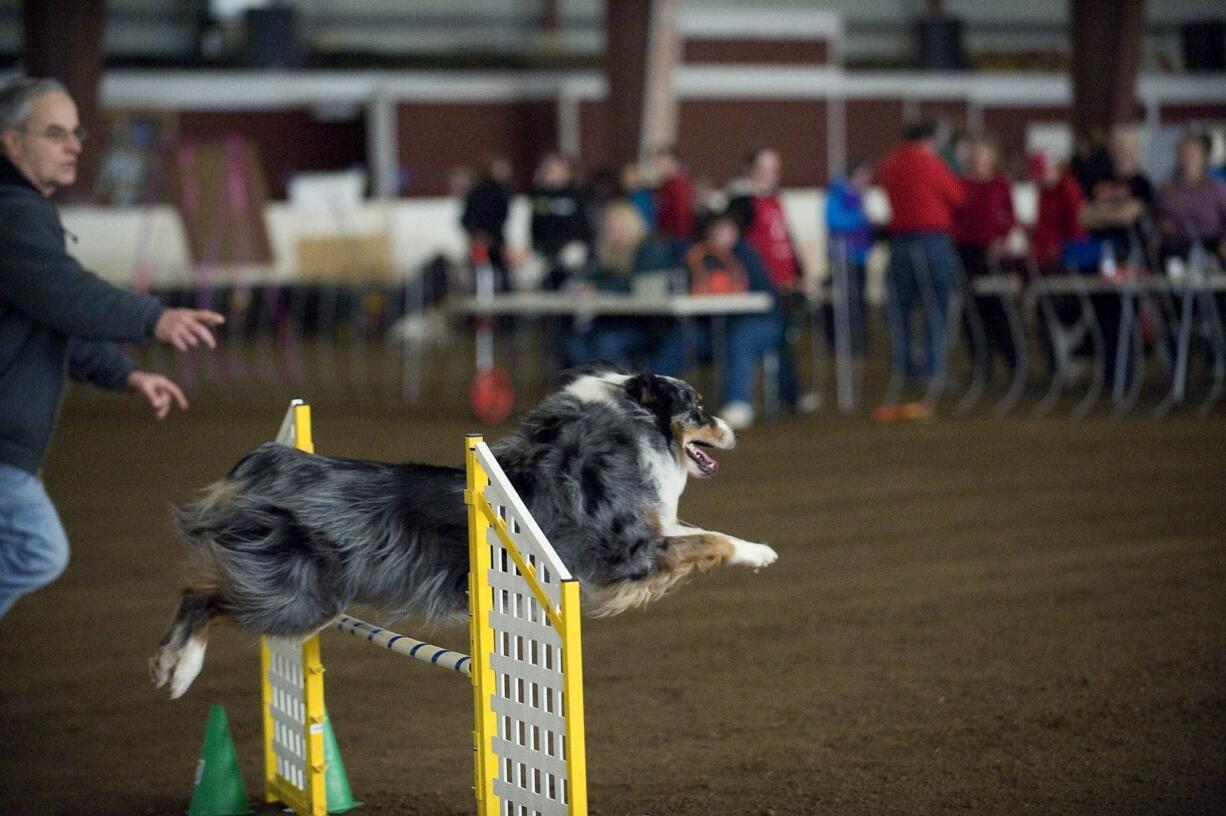 Steve Matthews, left, of Vancouver directs his dog Hobie, 6, over an agility trial obstacle Saturday.