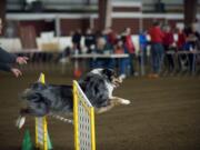 Steve Matthews, left, of Vancouver directs his dog Hobie, 6, over an agility trial obstacle Saturday.