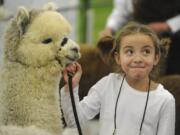 Sofia Ulloa holds Patagonia's Ferro before a round of judging Saturday at the annual Alpacapalooza at the Clark County Event Center at the Fairgrounds.