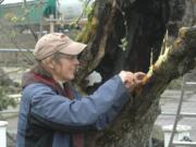 Hudson's Bay: National Park Service orchardist Laurie Thompson  grafts branches onto the Old Apple Tree to encourage new growth .