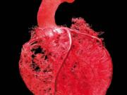 Blood vessel configuration of the heart