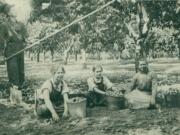 Prune workers toil at a Vancouver farm in this undated photo. From left are Grant Anderson, (unknown) Anderson, unknown, Mrs. Anderson.