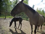 Pearl and her colt Midnight spend time outside Wednesday at their foster farm.