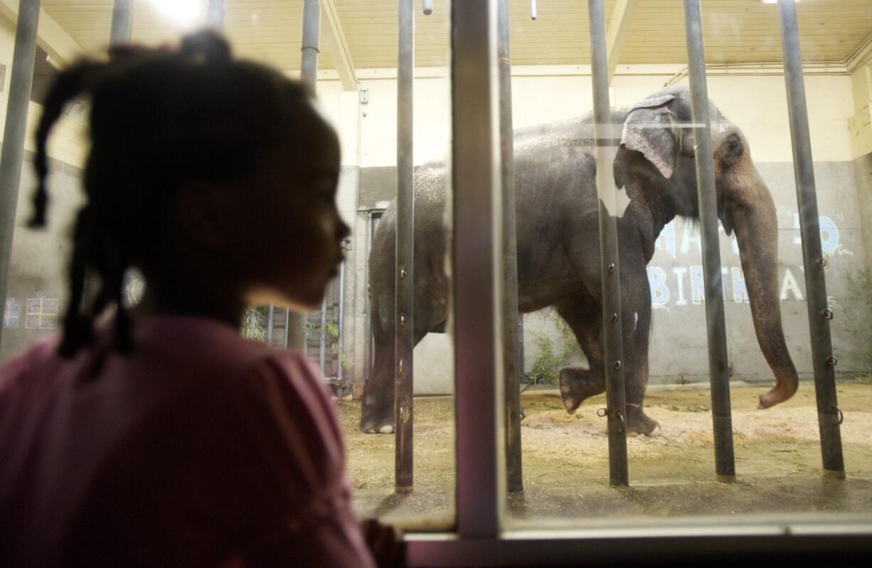 Packy celebrates his 50th birthday Saturday during a party at the Oregon Zoo.