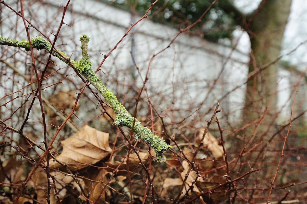 Sycamore trees are majestic trees known for their aesthetics, arborists say.