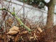 Sycamore trees are majestic trees known for their aesthetics, arborists say.