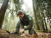 Park ranger Mark Shaw transplants a tree from a new trail to the campground at Paradise Point State Park in December 2011.