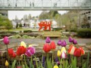 Colorful tulips and leafy green trees offer a relaxing experience for visitors at Legacy Salmon Creek Medical Center in Vancouver.