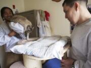 Foster cat Clementine, whois part of Larch Corrections Center's Cuddly Catz program, has brought out the &quot;softer side&quot; of inmates William Lozano, left, and Richard Amaro, Amaro said.