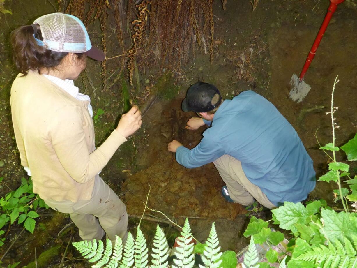 Geology professor Alison Duvall, left, observes as Sean LaHusen collects a sample of wood to be used in a carbon dating test.