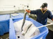 Javier Meza unpacks fresh steelhead trout Tuesday at Foods in Season, which has built up its operations at the Port of Camas-Washougal's industrial park.