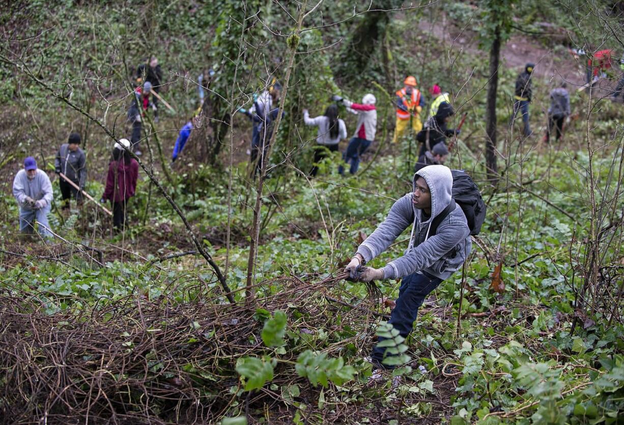 Billy Gray, 18, of Vancouver, foreground, uses a little muscle to remove overgrown ivy with fellow volunteers in Blandford Canyon. Vancouver Watersheds Alliance hosted the project, which was one of several happening throughout the city on Martin Luther King Jr. Day, a national day of service.