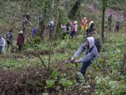 Billy Gray, 18, of Vancouver, foreground, uses a little muscle to remove overgrown ivy with fellow volunteers in Blandford Canyon. Vancouver Watersheds Alliance hosted the project, which was one of several happening throughout the city on Martin Luther King Jr. Day, a national day of service.