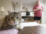 Zabie makes himself comfortable on a table at the Furry Friends halfway house as volunteer Cindy Goodrich checks on him.