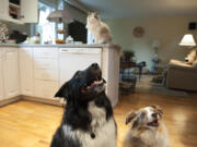 Vancouver City Councilman Jack Burkman offers treats to his Australian shepherd, Tazzy, 5, left, and mini-Australian shepherd, Rusty, 8, as his ragdoll kitty, Missy, 16, looks on at his southeast Vancouver home on Dec. 18.