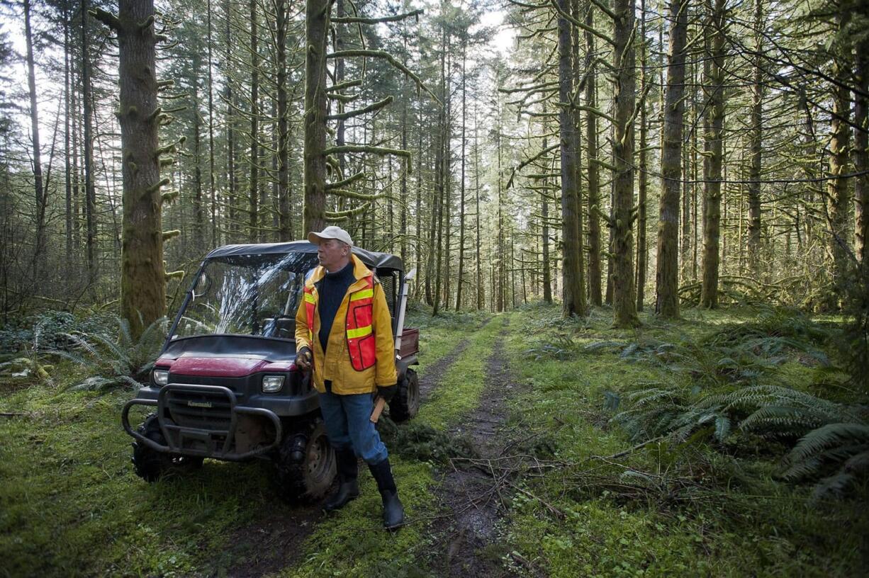 Clark County Forester Jim Vandling looks over a crowded tree stand in the northwestern section of Camp Bonneville,  which will be thinned and sold this year as part of the county's sustainable forest plan.