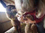 STEVEN LANE/The Columbian
Ruthie Gohl feeds a 6-hour-old alpaca. They named her Maggie.