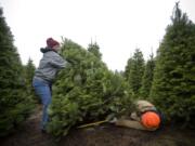 Kerrie and Al Zullo of Vancouver cut and wrangle their perfect tree Saturday at Larwick Christmas Tree Farm.