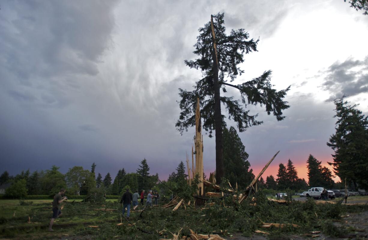 A crowd gathers to see damage caused by a lightning strike to two trees across Mill Plain Boulevard from Hudson's Bay High School on Friday.