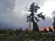 A crowd gathers to see damage caused by a lightning strike to two trees across Mill Plain Boulevard from Hudson's Bay High School on Friday.