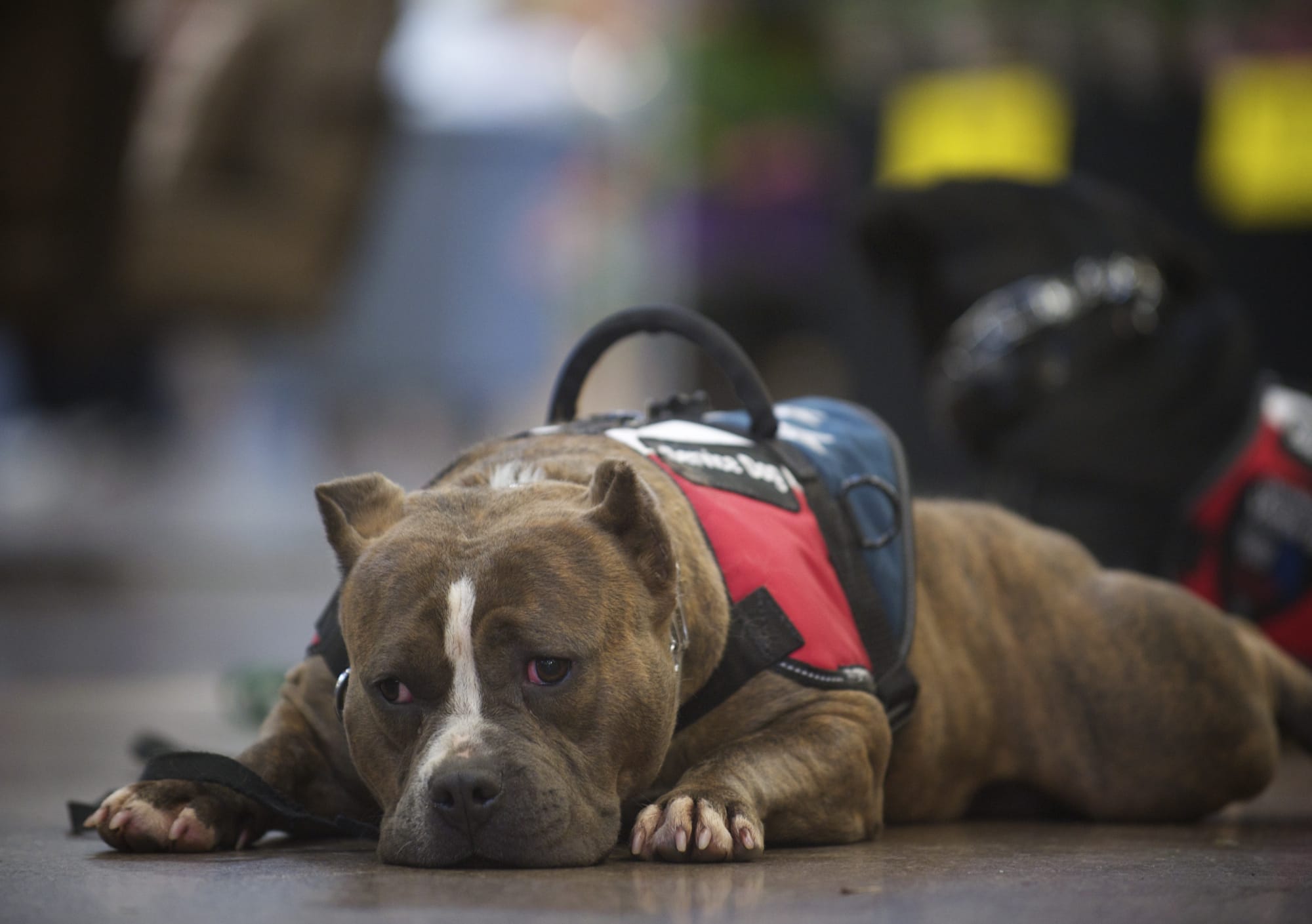 Diamond lays on the floor of the Fred Meyer in Battle Ground on Wednesday during training to become a combat veteran's companion.