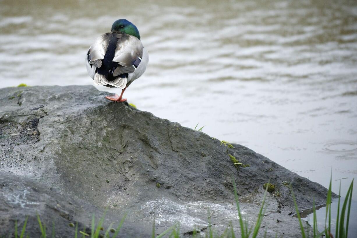 High water and localized flooding are a possibility at least through Saturday, March 31, due to heavy rain, according to the National Weather Service.