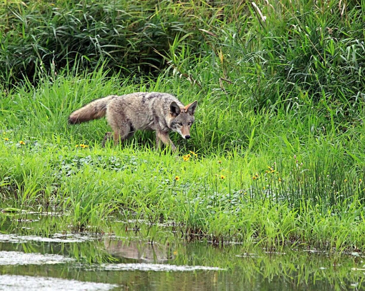 Coyotes, such as this one at the Ridgefield Wildlife Refuge, are increasingly found in urban areas, putting a strain on Clark County's animal control budget.