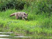 Coyotes, such as this one at the Ridgefield Wildlife Refuge, are increasingly found in urban areas, putting a strain on Clark County's animal control budget.