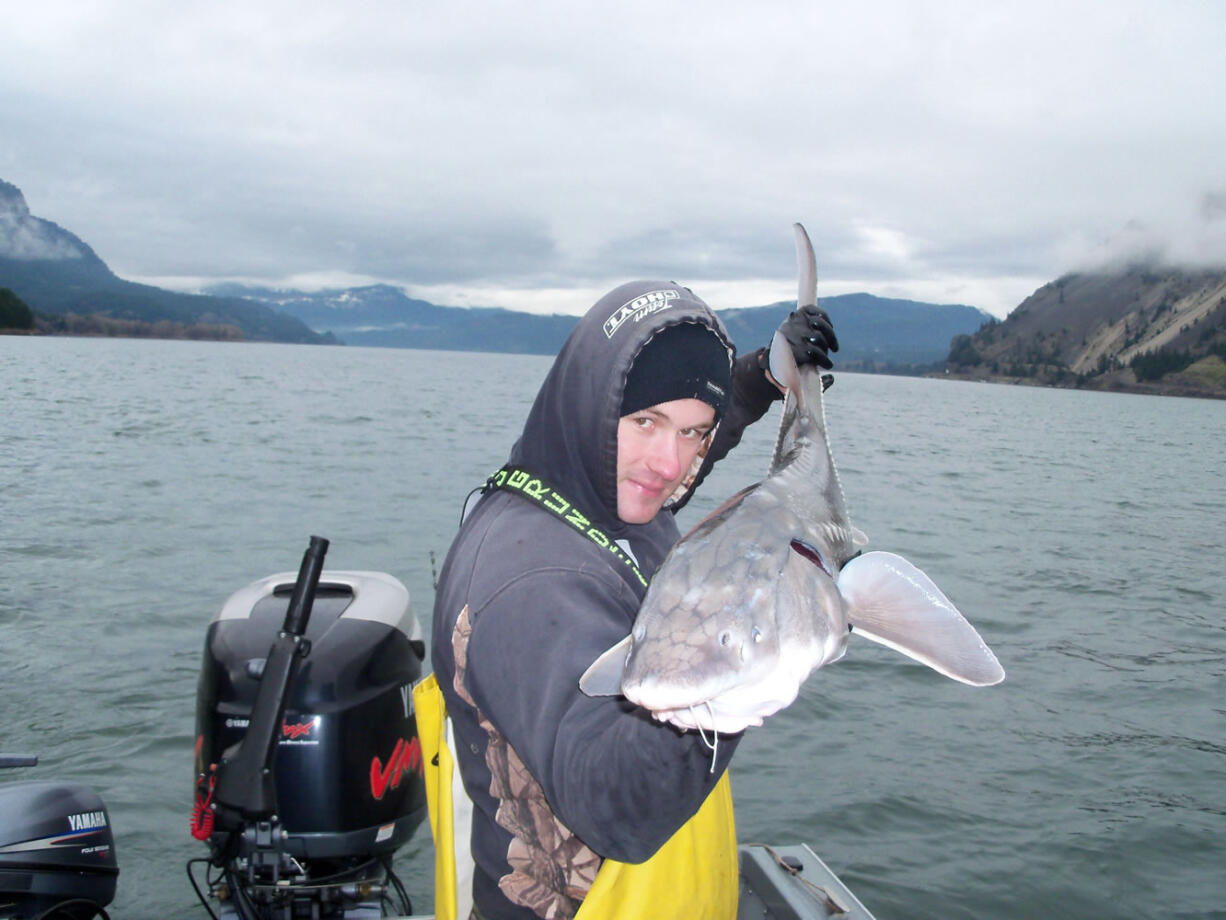 Guide Paul Ambrose of La Center with a sturgeon caught in the Bonneville pool downstream from Drano Lake.