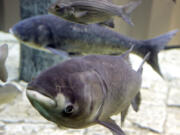A bighead carp, front, a species of the Asian carp, swims in an exhibit that highlights plants and animals that eat or compete with Great Lakes native species at Chicago&#039;s Shedd Aquarium. A new study based on computer modeling says if Asian carp successfully invade Lake Erie, they eventually could make up about a third of the total fish weight there, and cause declines of walleye and other valuable sport species.