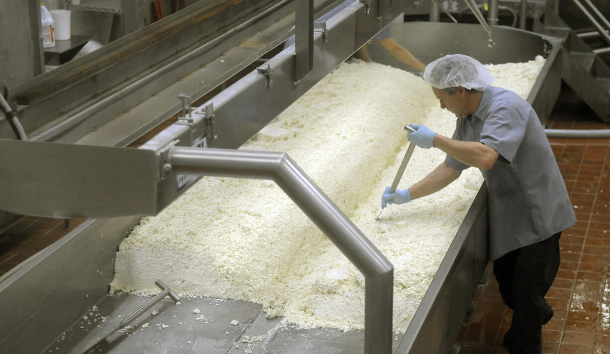 WSU Creamery worker and cheese supervisor Johnny  Parkins stirs 1,500 pounds of Cougar Gold cheese on the finishing table Dec. 13 in Pullman.