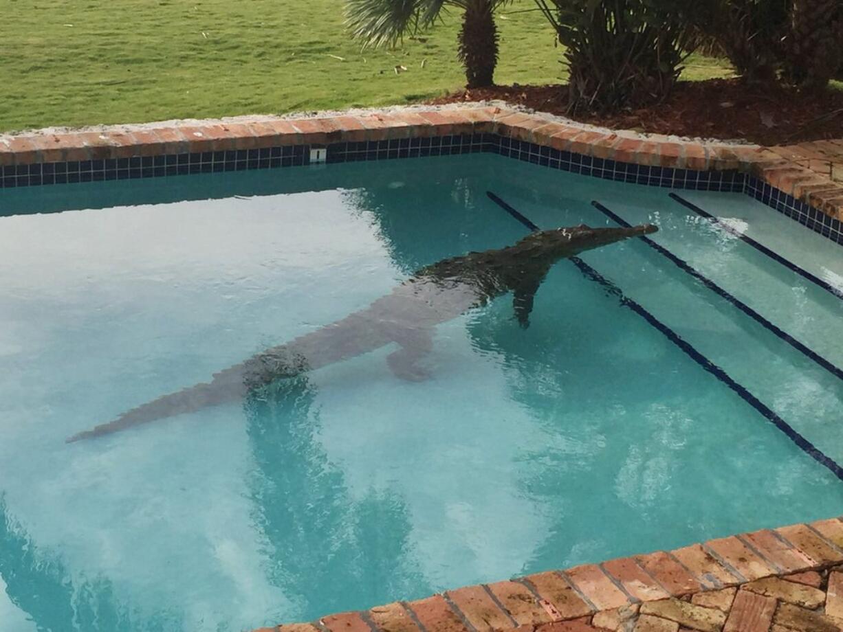 A crocodile swims in a privately owned pool in Islamorada, Fla., on Thursday. The Florida Fish and Wildlife Conservation Commission assisted in the removal of the crocodile.