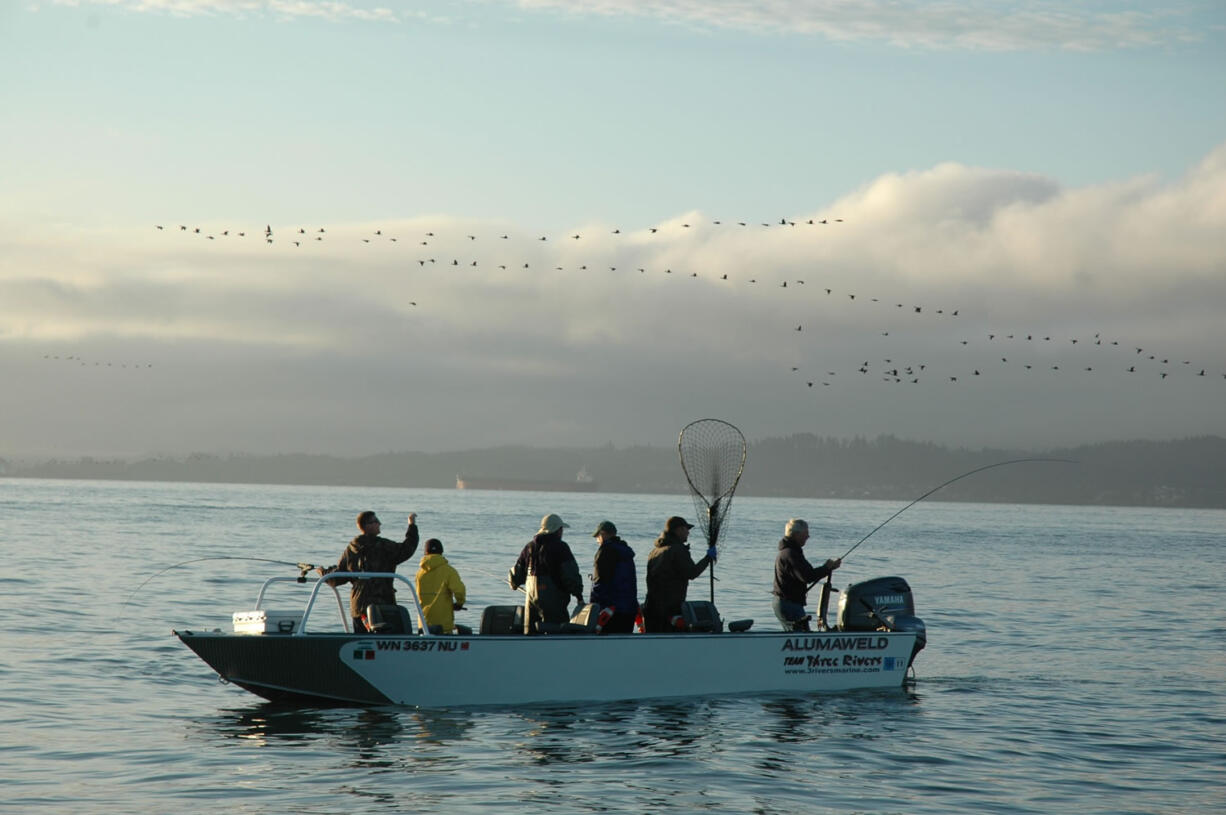 Most of the coho caught in the lower Columbia River come from the Buoy 10 area.