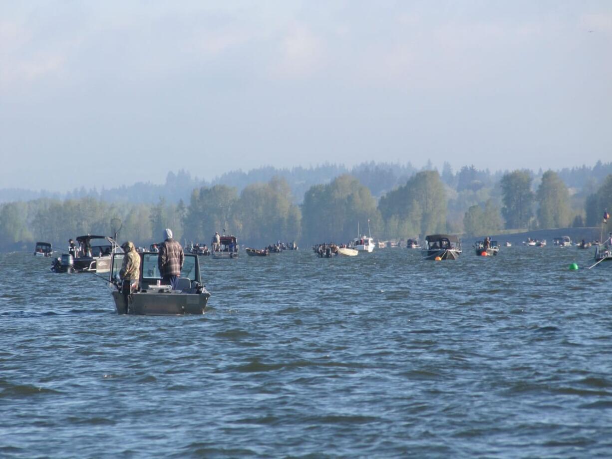 Davis Bar, along the Washington shore opposite the mouth of the Willamette River, is a popular spring chinook location.