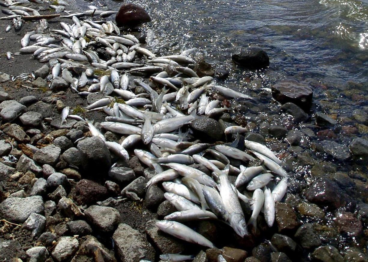 К чему снится мертвая рыба в воде. Дохлая рыба магазин СПБ.