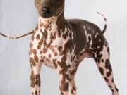 American hairless terrier (Photos by American Kennel Club)