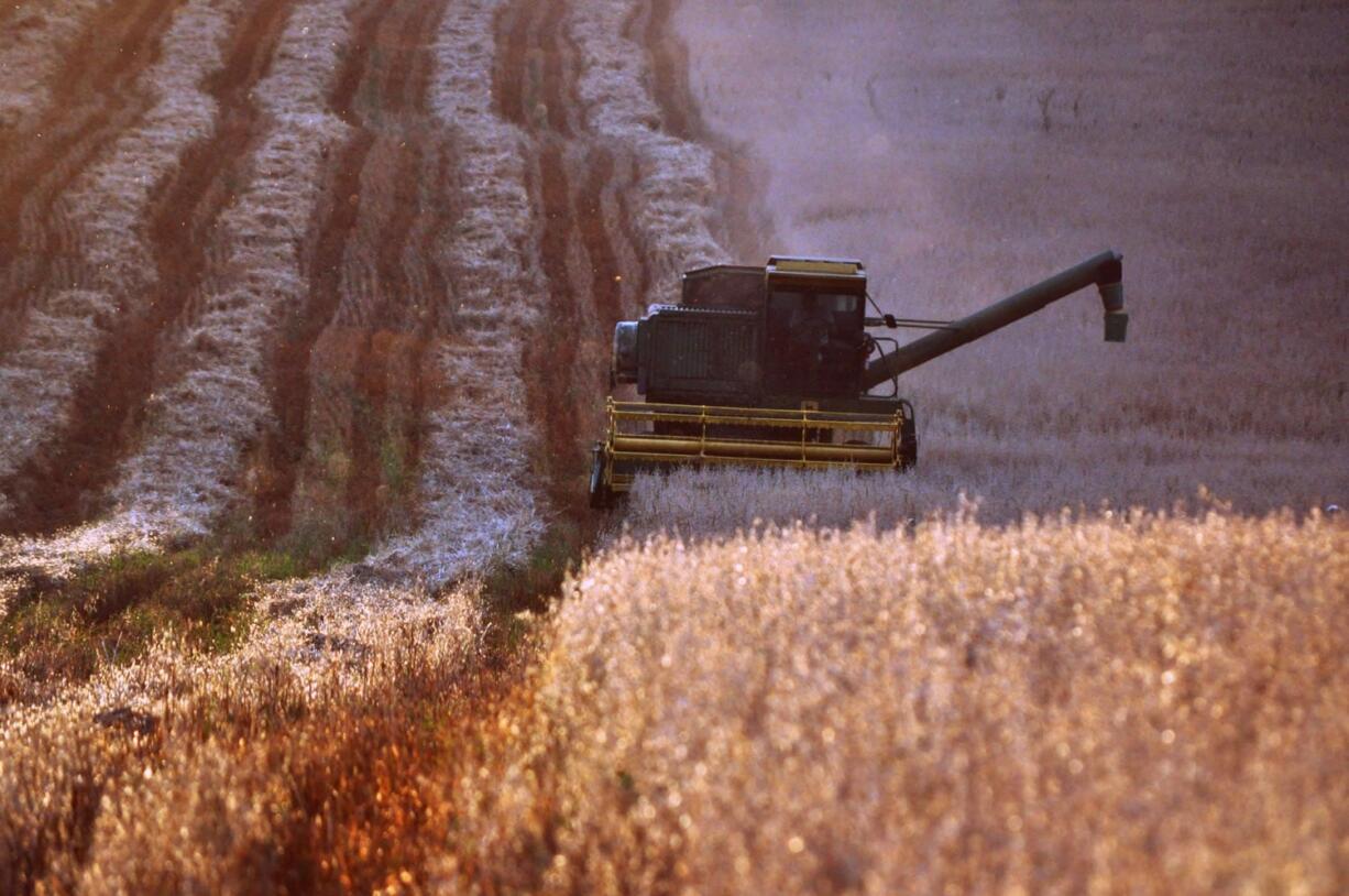 As the sun sets, workers continue to harvest an oat field in Ridgefield.