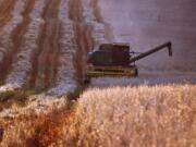 As the sun sets, workers continue to harvest an oat field in Ridgefield.